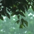 自然治愈‪ | 聆听树下的暴雨声~8h周末版