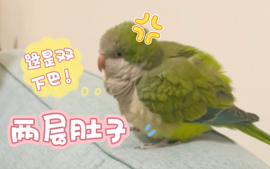 【bigu】小鸟有两层肚子！超软！