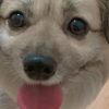 狗儿子