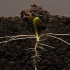 从0-25天豆芽的生长过程：吃过这么多豆芽，知道怎么长出来的吗？