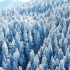 江西遂川：雪后的童话森林——南风面