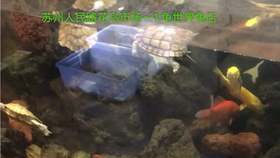 1e3cd05aa6c0db1a089c517fbdd58e2b8c420c53.jpg@280w_158h_1c_100q.jpg