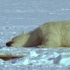 在南极和北极的恶劣环境中生存下来的生物的生存技巧。