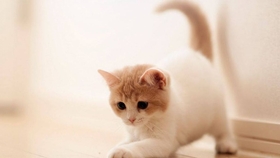 1e87bc06ca1e7b6c8fbe4eb1ddd9d941ee3dee7f.jpg@280w_158h_1c_100q.jpg
