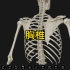 胸椎的3D解剖