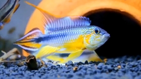 1e9da0d5dcbfd0b228bf6b48cf23f41b9f881be9.jpg@280w_158h_1c_100q.jpg