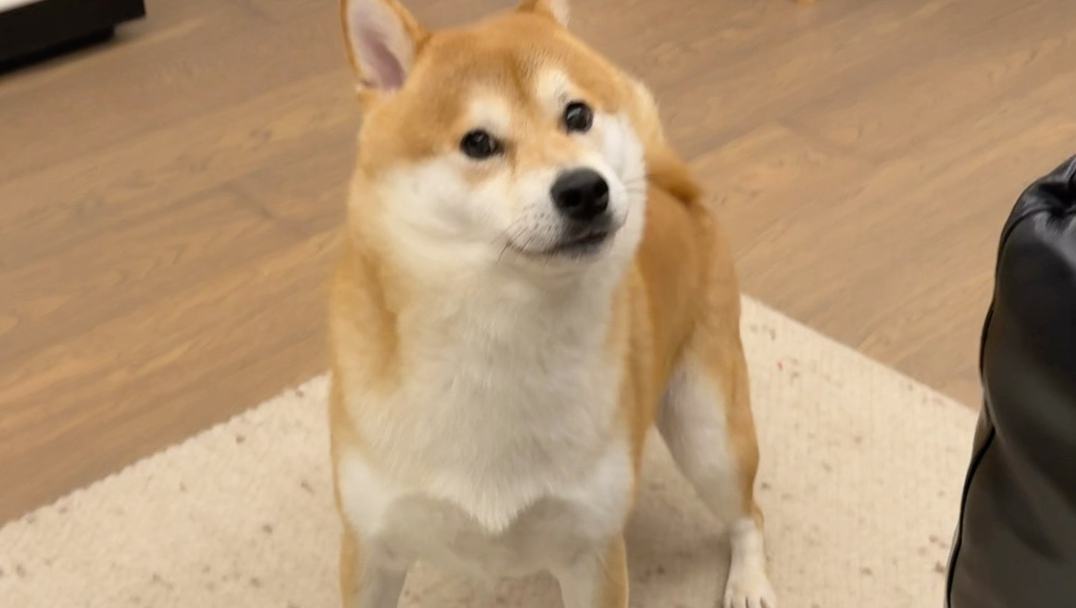 狗：我不知道您这是怎么了？