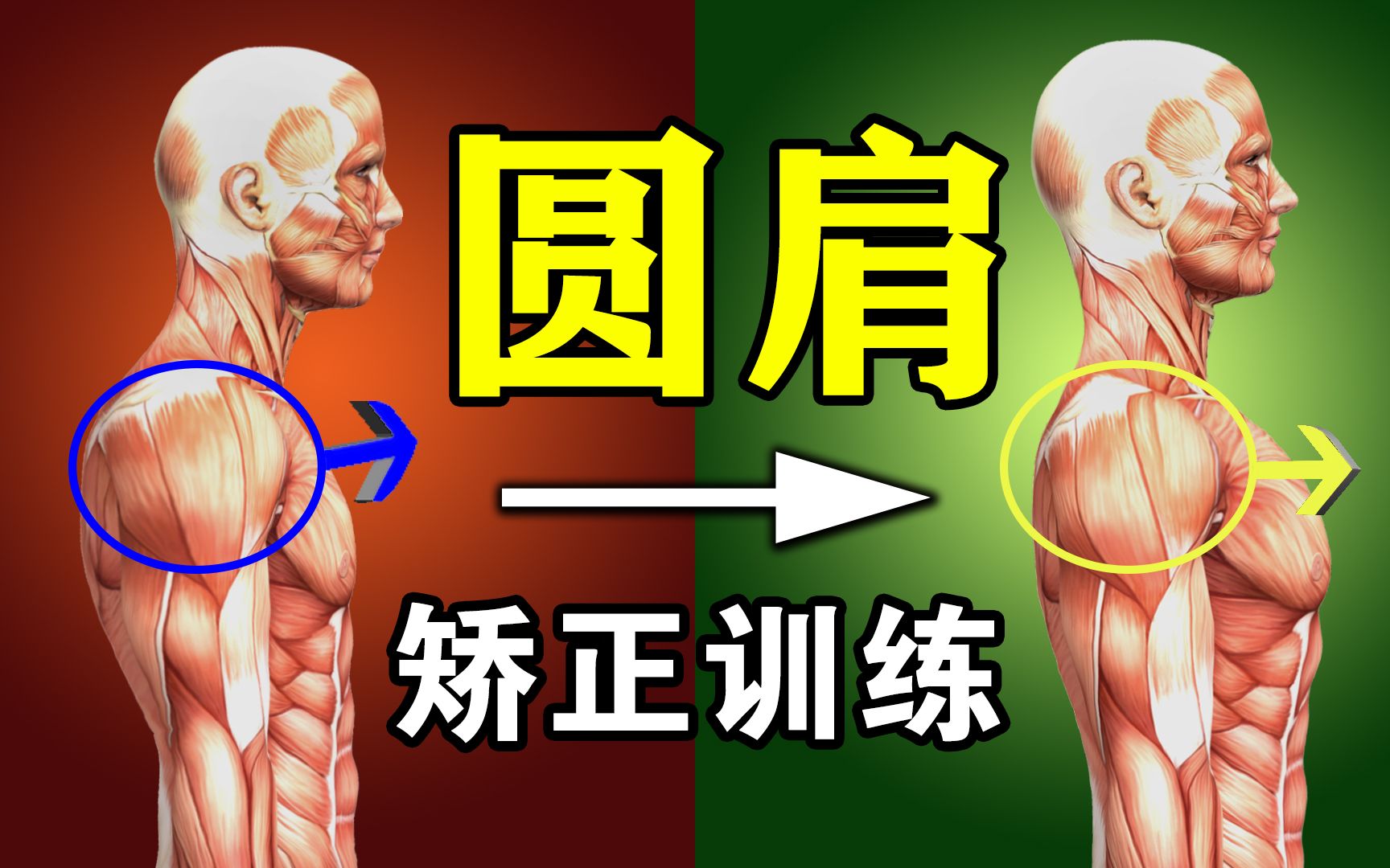 3个动作矫正圆肩,告别肩膀内扣,有跟练训练哔哩哔哩bilibili