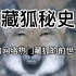 藏狐秘史：科普网络热门藏狐无穷小亮的前世今生