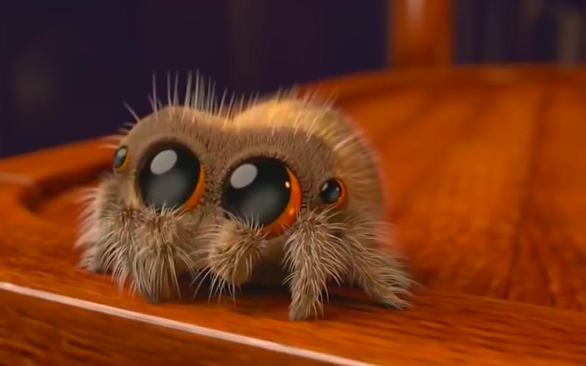 小蜘蛛快速俘获人心的技巧meet lucas the spider that will cure