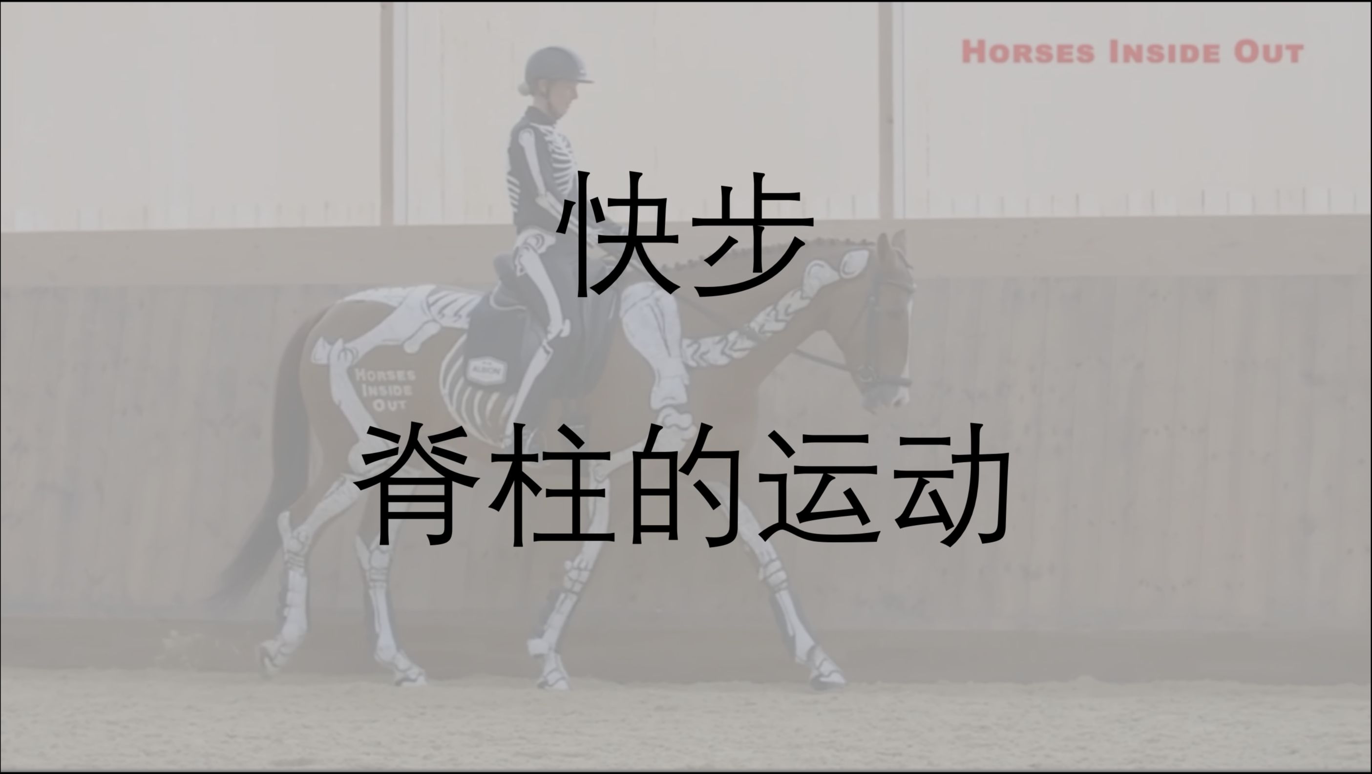 快步-脊柱的运动