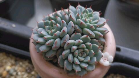 1ee54449cb5a1f03214a378bdf707b66b9ad66c7.jpg@480w_270h_1c