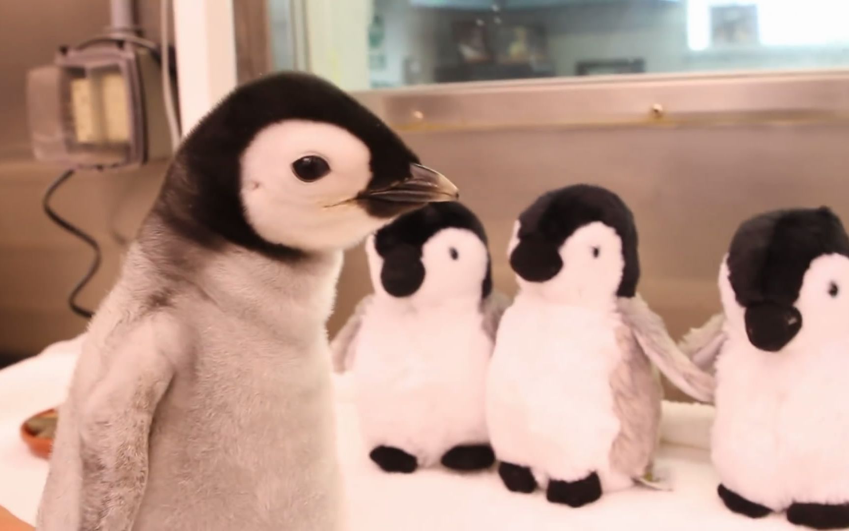 南极企鹅宝宝挤在爸妈怀里取暖 小心机有点萌-搜狐大视野-搜狐新闻