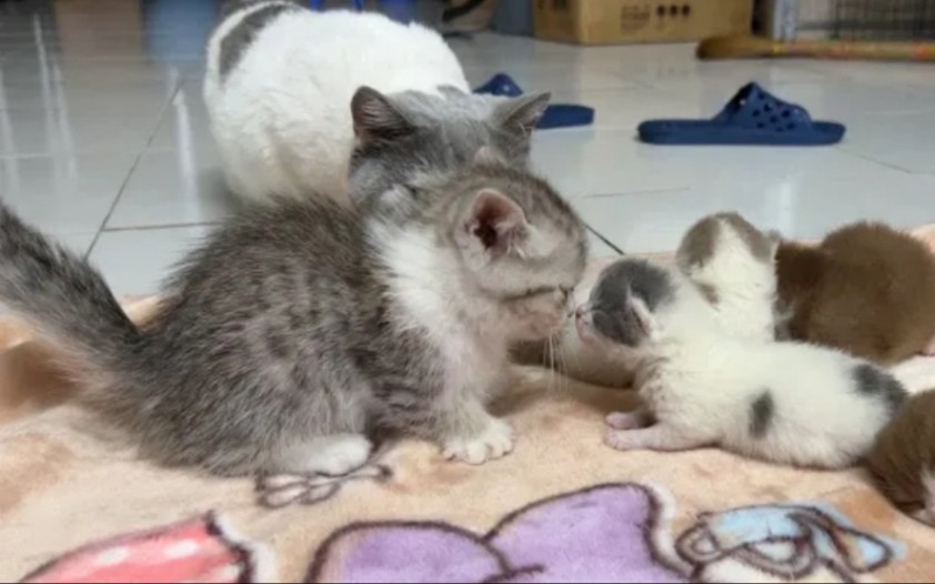 2个月大的小猫咪第一次见到新生小猫宝宝时的反应。