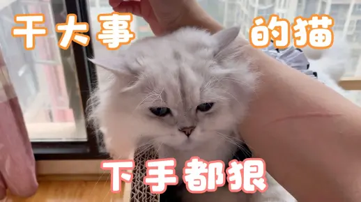 干大事的猫嘛，下手一般都挺狠的！