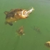 鲈鱼在水下是如何攻击雷蛙、软虫、米诺、泳饵的？一个视频全解析！