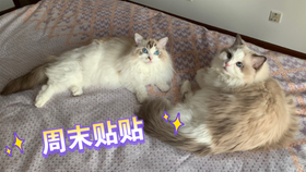 1f0900cad03b132f6601dd23ef573e4c134e7f97.jpg@280w_158h_1c_100q.jpg
