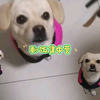 萌犬成长记第48天：作为剩饭集中营的小狗子，今天十八班武义输出，超级给力