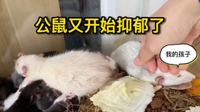 1f229cf2d9cb3223e3cf3b6e4ffd66a951626c90.jpg@280w_158h_1c_100q.jpg