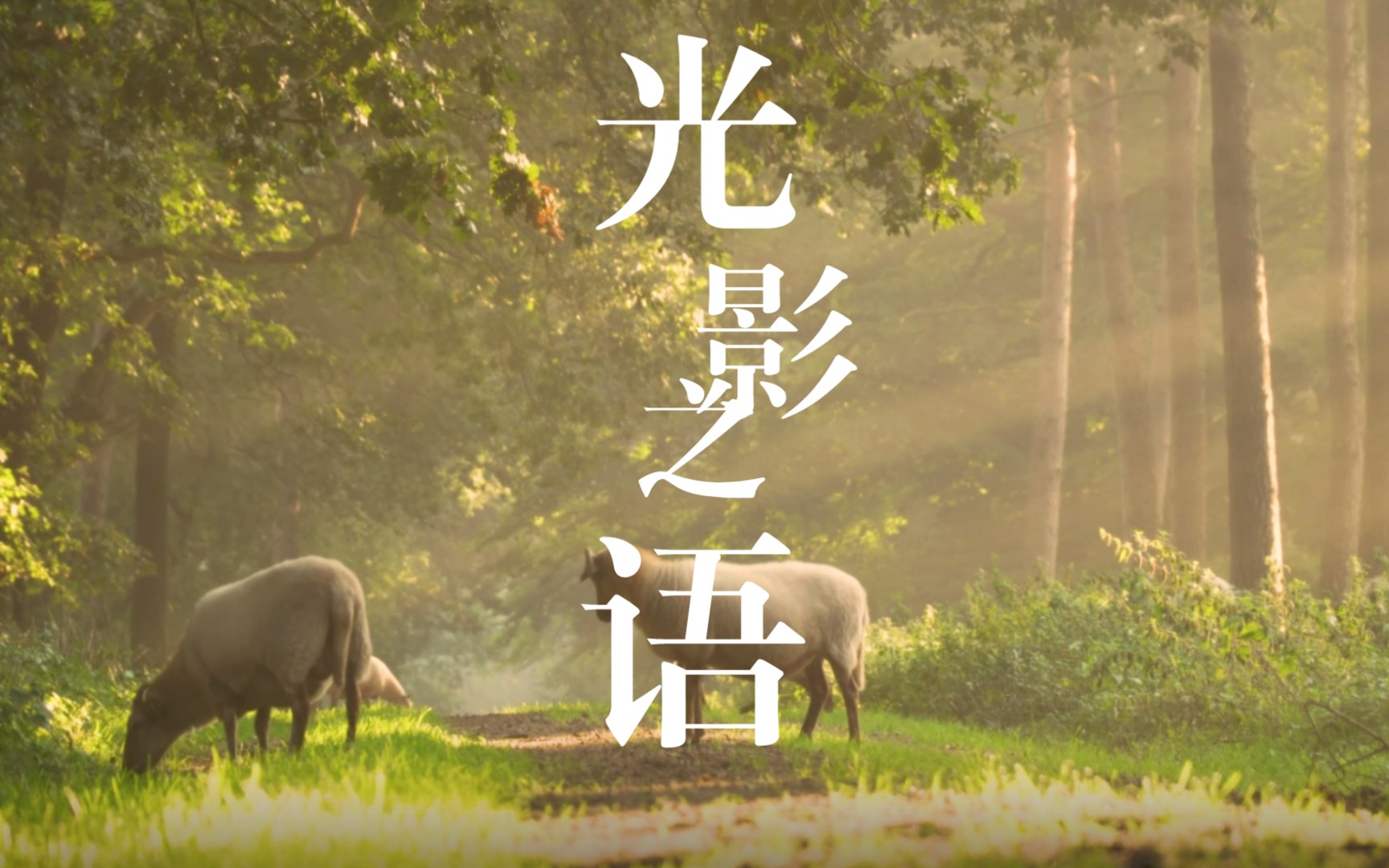 「光影之语」世界公认最佳放松轻音乐｜流水声｜树林自然环境音乐｜白噪音｜学习｜冥想｜催眠