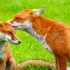 两赤狐打架