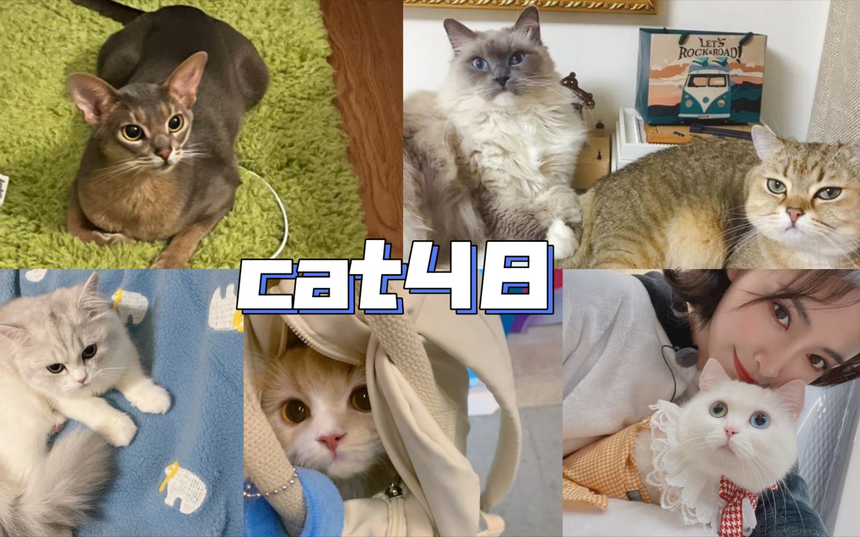 活动作品cat48snh48成员的高颜值小猫咪小班丢丢维c除夕坨坨q米