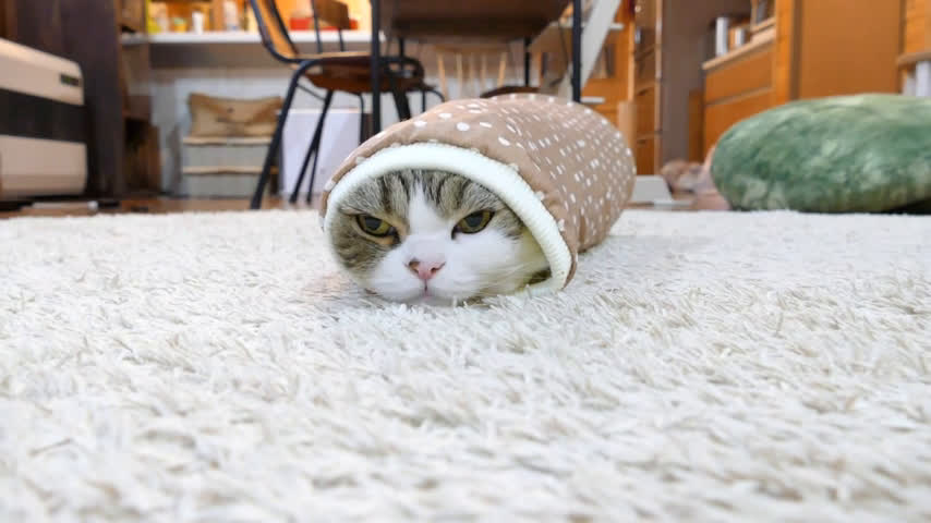 猫卷maru