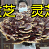 灵芝，赤芝和紫芝，人工种植和野生，还有观赏性巨型的