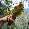四川的野菜根本吃不完，你认识几种？有没有你的最爱