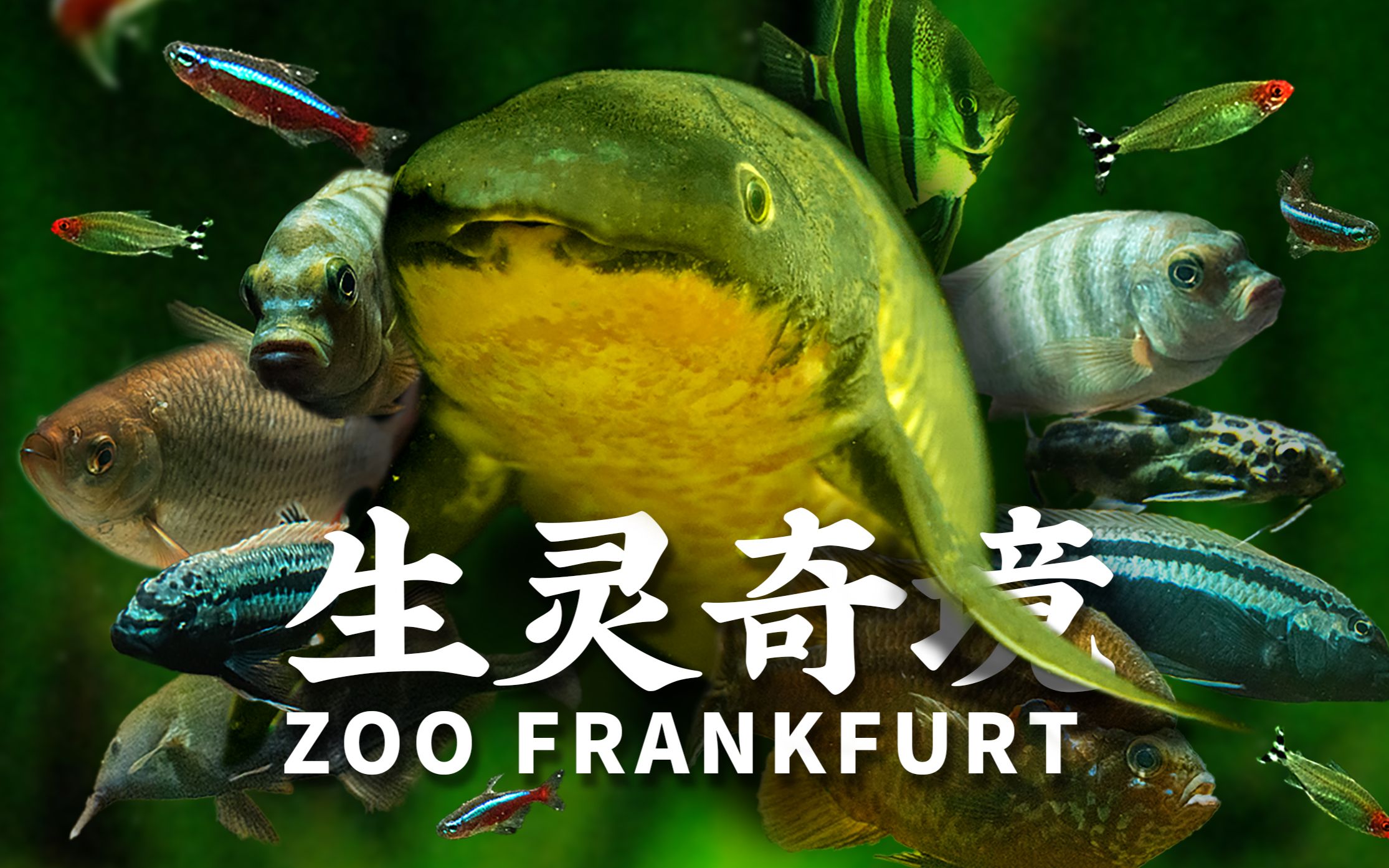 【生灵奇境】江湖往事·Zoo Frankfurt 叁·淡水篇