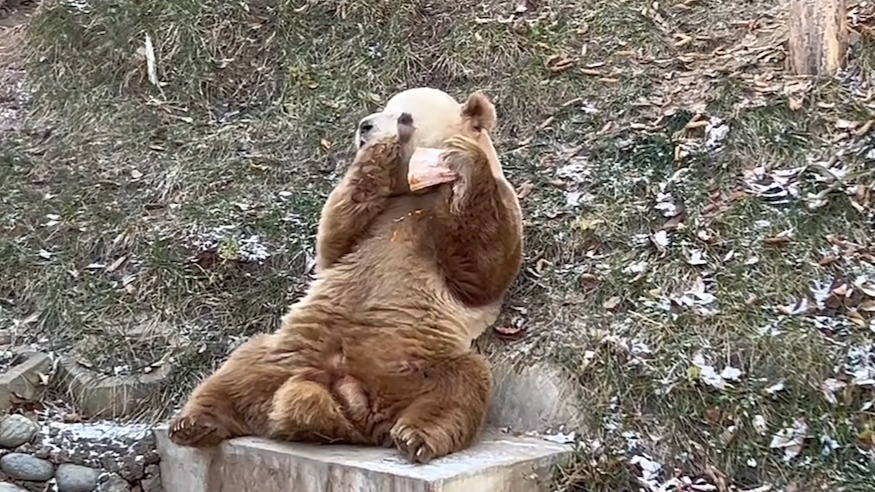 沉着的七大爷