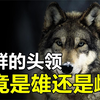 狼群厉害又团结，那带领群狼的头狼，究竟是雄狼还是雌狼
