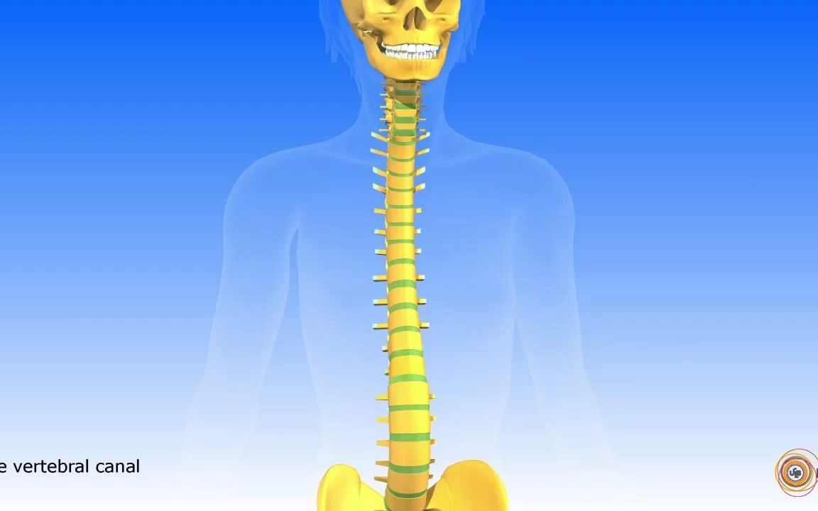 脊髓和脊神经3D建模