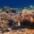 4K珊瑚世界-热带珊瑚鱼-水下海洋视频