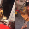 2岁半女孩勇猛抓鸡，鸡煽动翅膀捶死挣扎，最后不得已被迫屈服