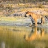 老虎趴着喝水，听见一声吼叫之后，吓得拔腿就跑