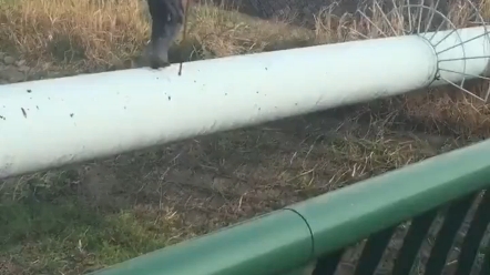 If he falls, we won't be able to find him for a month or two.
