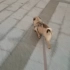 小狗跑步