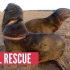 海豹救助:帮助被渔线严重割伤的小海豹