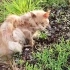 【动物救助】无家可归的猫咪坐在路边等待救援