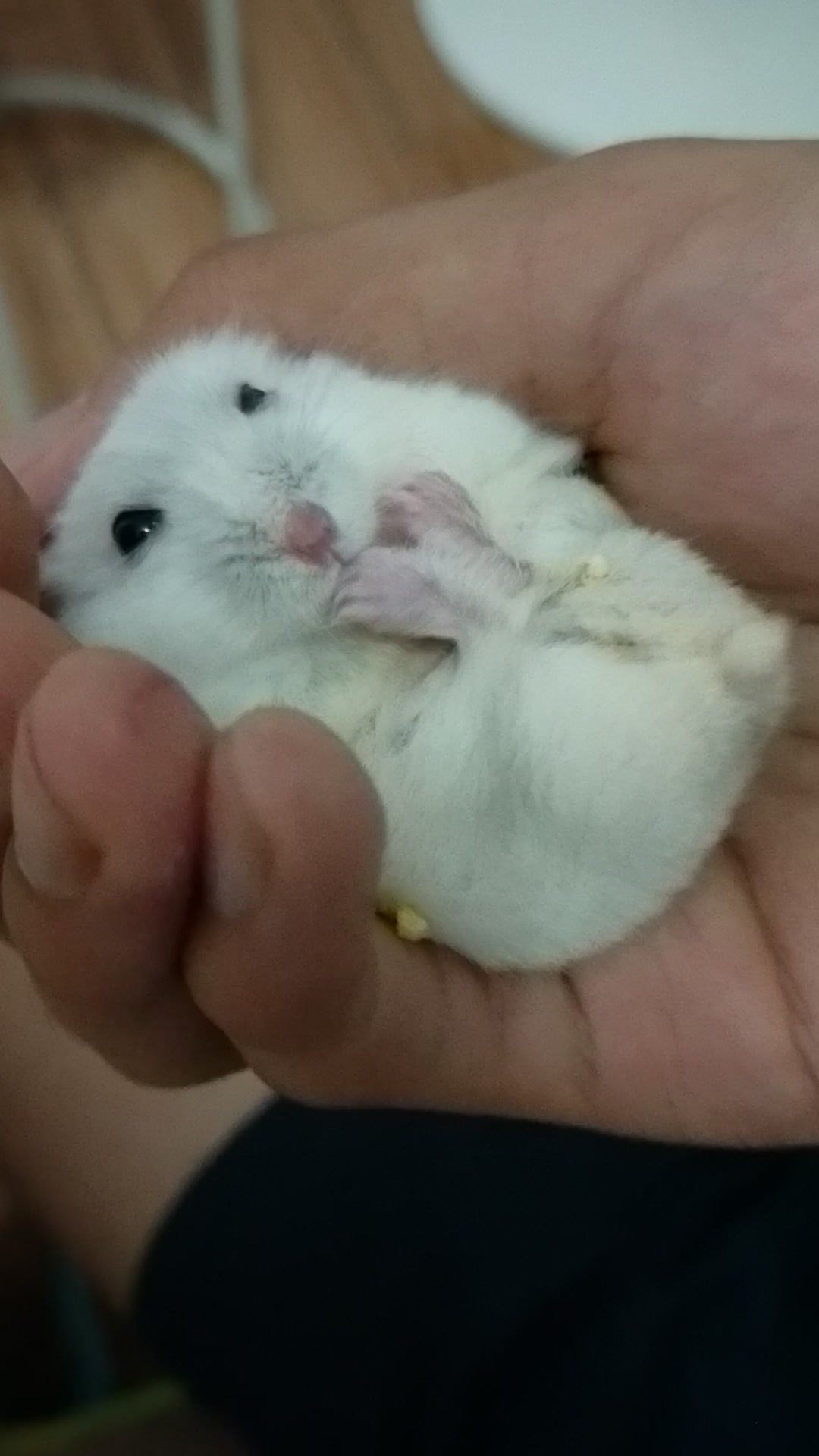【仓鼠小左】日常躺手舔脚
