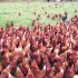 美国有机土鸡养殖