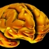 【3D演示】神经解剖学第一集：端脑（原版+字幕版）