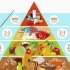 Health - The Food Pyramid 健康之食物金字塔