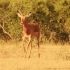 Antelope - Impala - Africa's Wild Wonders - The Secrets of N