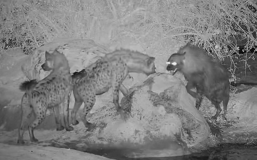 马蒂克维保护区棕鬣狗对峙两只斑鬣狗