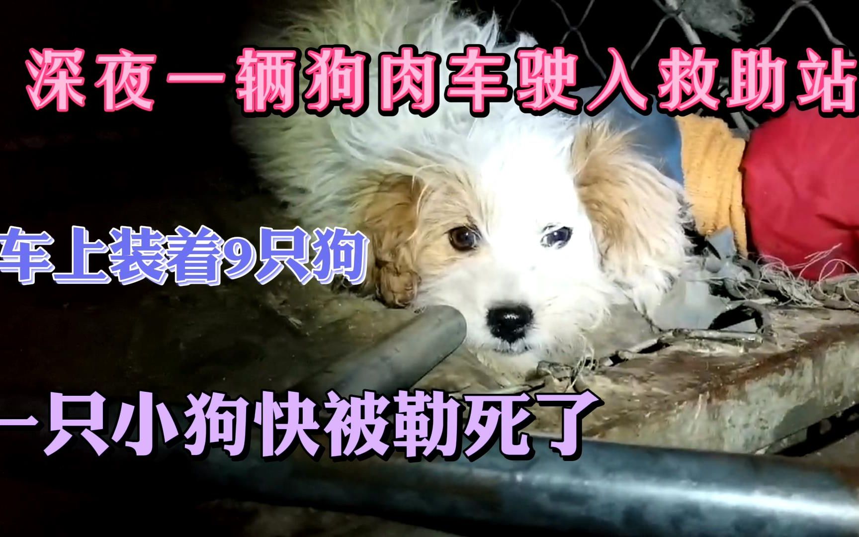 【哈尔滨市刘丽小动物救助站】深夜基地又迎来一车被救助的狗肉车上的狗狗。老年犬、幼犬，甚至品种犬。它们都被无情的卖到狗肉车上待宰，可怜可怜