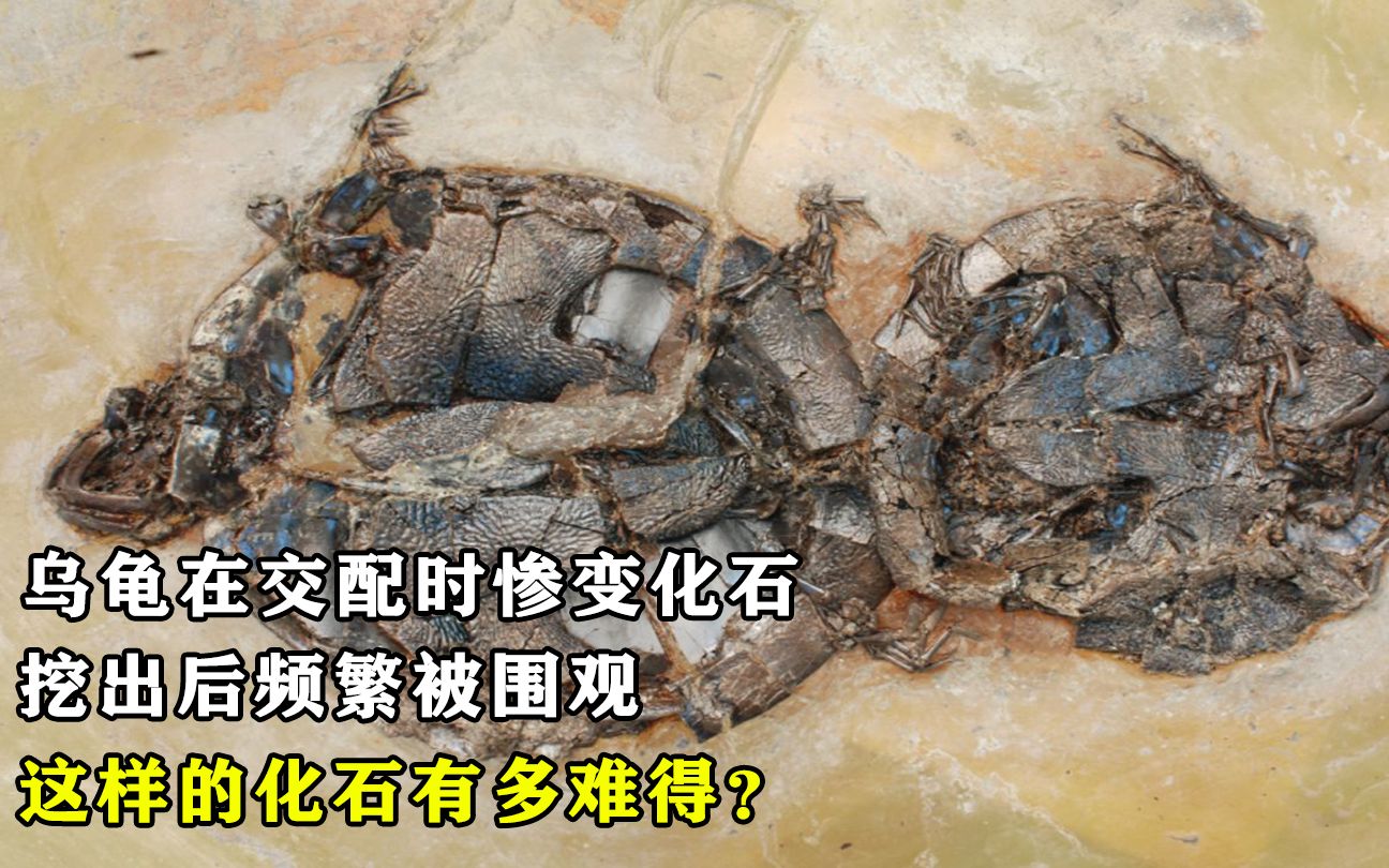 乌龟在交配时惨变化石，挖出后频繁被围观，这样的化石有多难得？