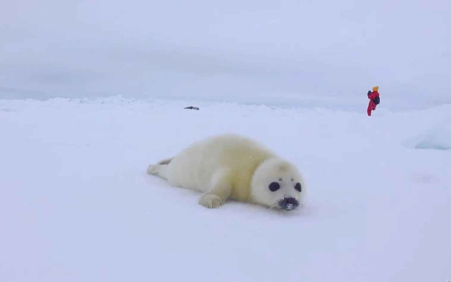 海豹宝宝，把妈妈和我搞错了来闻味道