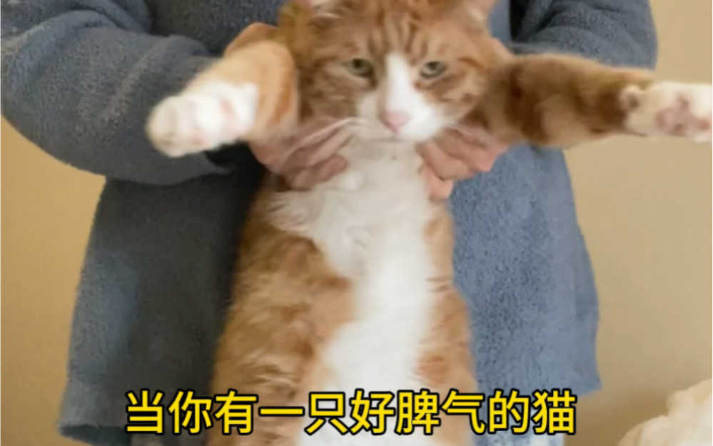 我家猫会托马斯全旋 Caesar Cat Caesar Cat 哔哩哔哩视频 9787